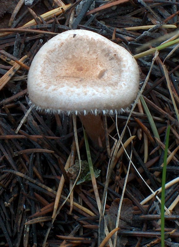 Gruppo sicano  (Madonie 6/11/04)